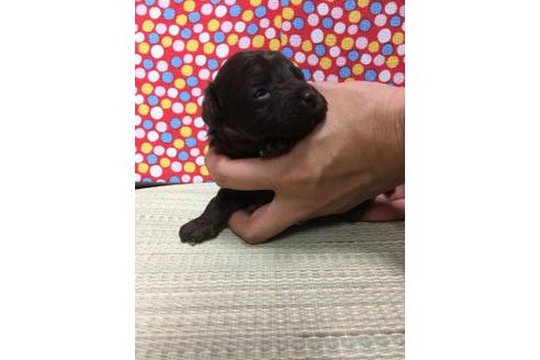 成約済の静岡県のトイプードル-51720の2枚目